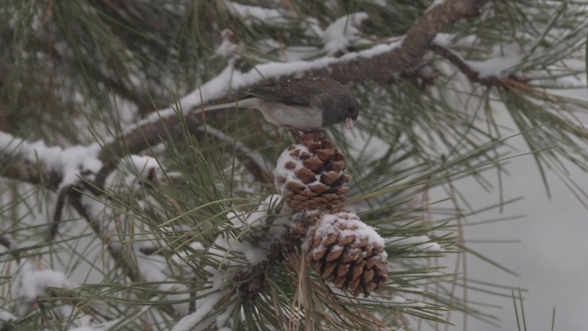 Junco Perched Winter Cone Cones