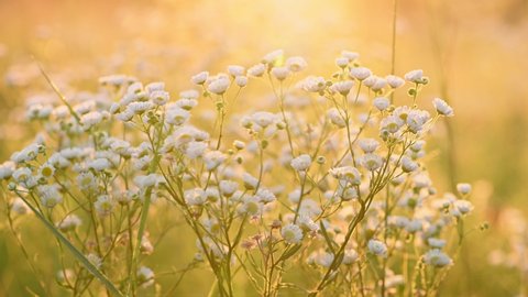 Erigeron annuus (annual fleabane, daisy fleabane, or eastern daisy fleabane) in the summer meadow backlit with sunrise sun. Natural summer background. Golden hour shot, shallow depth of field. 4K