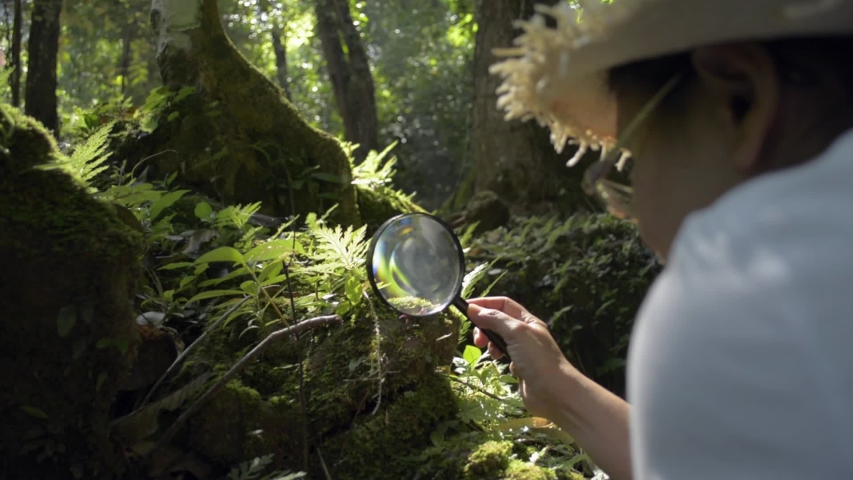 Asian female biologist use a magnifying glass to see the details of flora and fauna in tropical forest ecosystem during summer. Learning from nature. Environmental conservation.  Royalty-Free Stock Footage #1057839754