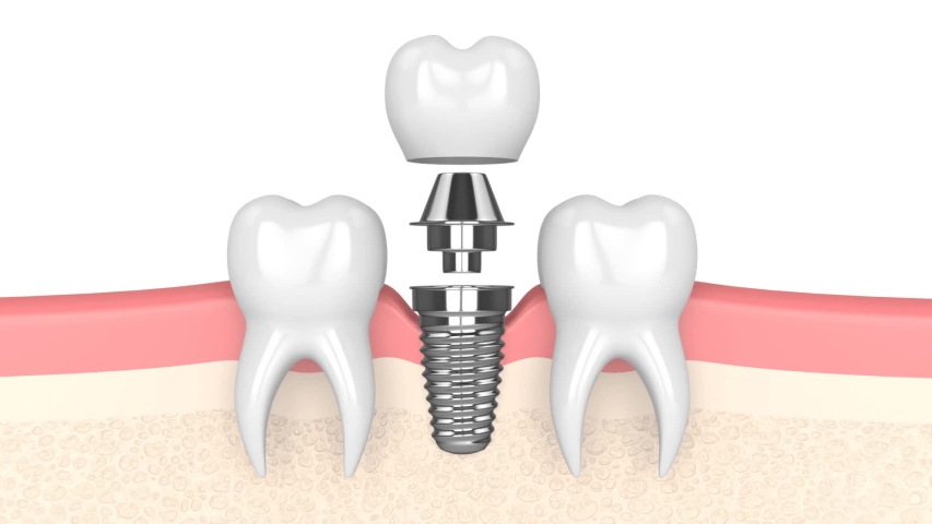 Oral Cavity Anatomy Stock Video Footage Biology Diagrams