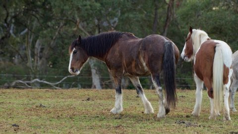 Clydesdale walking in a paddock 