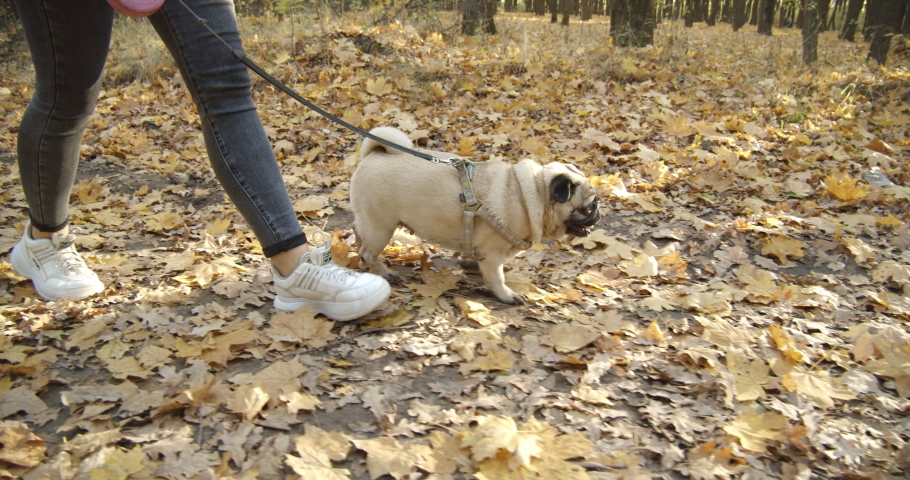 Cute pug dog walking with owner in beautiful autumn forest park. Golden yellow leaves. Pug dog on leash.  Nice autumn weather for a walk. Slow motion 