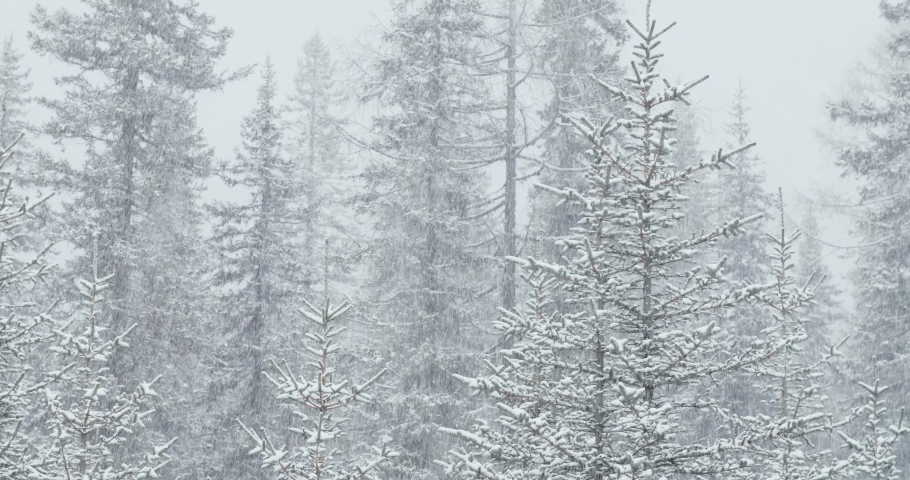 Heavy Snow storm snowflake falling down in the pine tree forest winter nature weather 4k footage