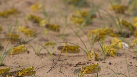 Close-up of an Migratory locust swarm sitting on desert.Locusts are related to grasshoppers