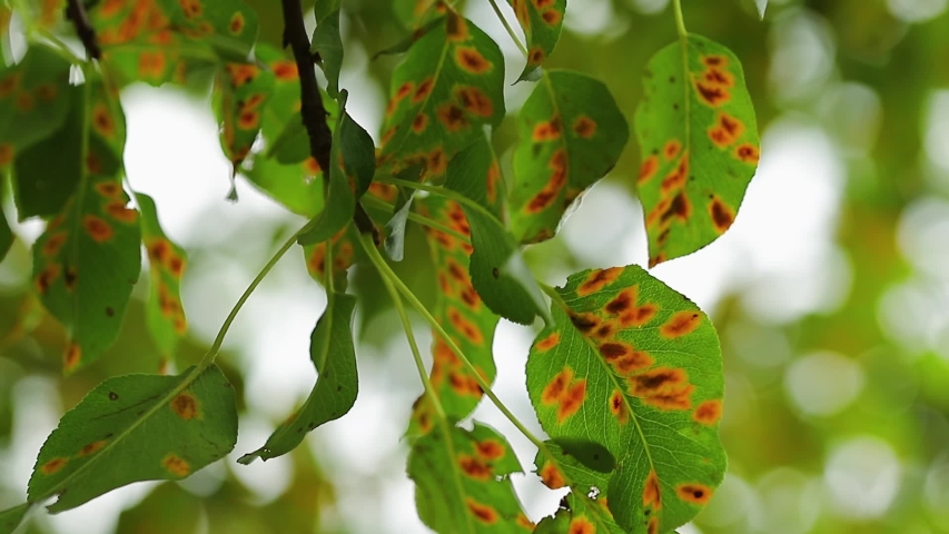 Plant diseases. Rusty green leaves of a tree close-up. The breeze sways pear leaves green with orange spots. Royalty-Free Stock Footage #1057851955
