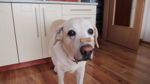 Funny labrador retriever balancing dog biscuit with bone shape on his snout.