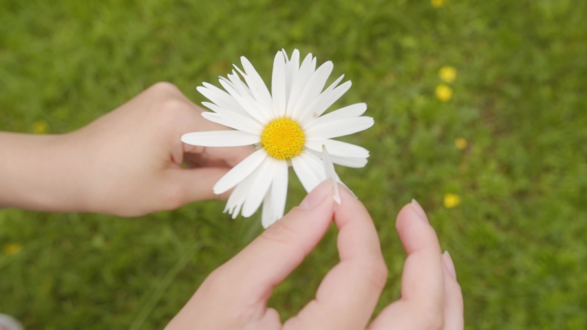 Pluck Flowers Stock Video Footage - 4K and HD Video Clips | Shutterstock