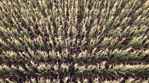 Flight over the cream of corn stalks, ripening corn harvest, top view of a quadcopter.