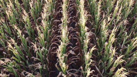 Corn field, flight over the cream of corn stalks, excellent growth, good corn harvest, ripening of the corn field.