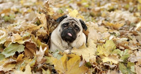 Сute pug dog covered in yellow leaves  in the autumn park, forest. Tilting head funny. Hidden pile of leaves. Golden autumn. Beautiful golden autumn. Portrait. Pretty face. Tilting head funny