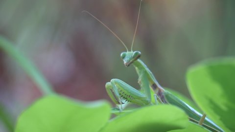 Close-up of a praying mantis on a green leaf. The praying mantis with the Latin name Mantodea.