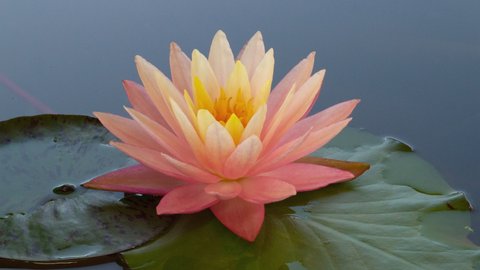 Time lapse of pink lotus water lily flower with green leaves opening in pond.  Nymphaea aquatic plant blooming stages in timelapse from. 4K footage.
