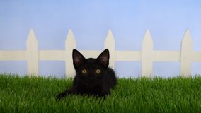 HD video of a black kitten with yellow eyes laying in green grass in front of a white picket fence watching as if objects flying, sits up, then lays back down. Blue sky like background
