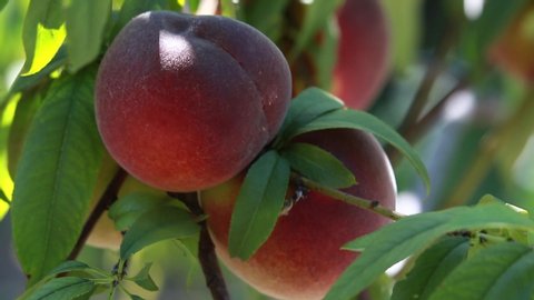 Ripe sweet peach fruits growing on a peach tree branch in orchard