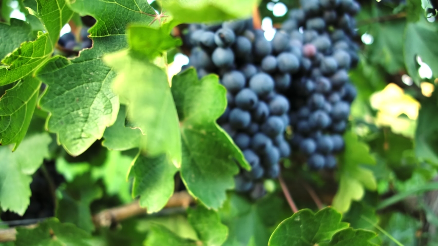  Tasty ripe grapes hanging on branches close-up. Autumn harvest grapevine in farmland.   Royalty-Free Stock Footage #1057865089