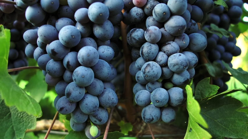  Tasty ripe grapes hanging on branches close-up. Autumn harvest grapevine in farmland.   Royalty-Free Stock Footage #1057865089