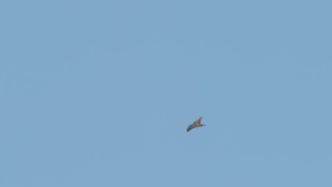 Peregrine Falcon (Falco peregrinus) flying
