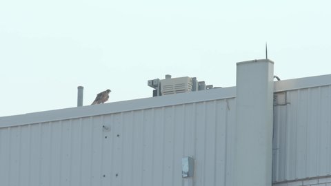 Peregrine Falcon (Falco peregrinus) flying