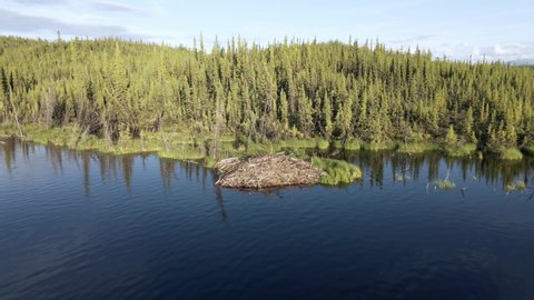 Aerial view of a beaver dam found in northern Canada