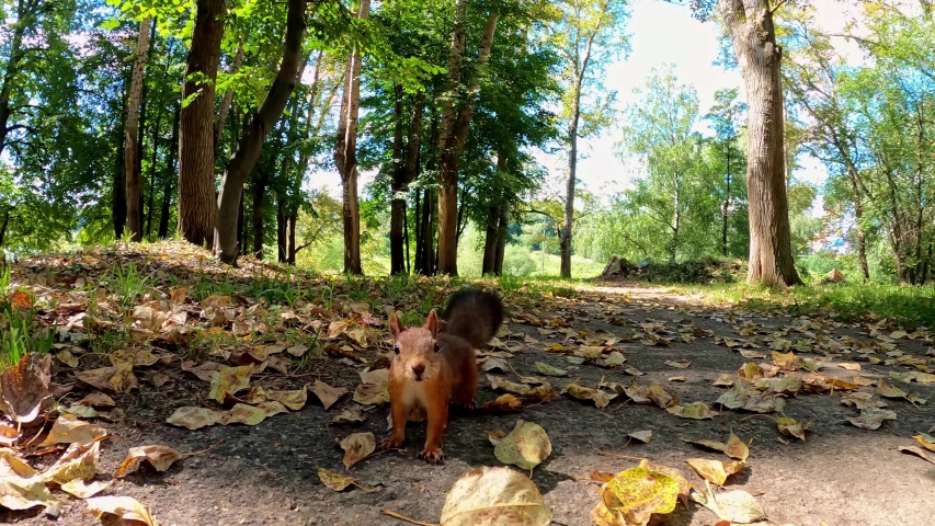 squirrels are interested in people and look for food Royalty-Free Stock Footage #1057869097