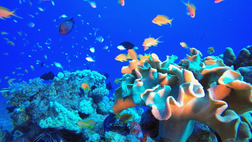 Underwater Tropical Corals Reef. Tropical underwater sea fish. Colourful tropical coral reef. Scene reef.  Marine life sea world. Underwater fish reef marine. Tropical colourful underwater seascape.  | Shutterstock HD Video #1057870936