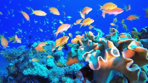 Underwater Tropical Corals Reef. Tropical underwater sea fish. Colourful tropical coral reef. Scene reef.  Marine life sea world. Underwater fish reef marine. Tropical colourful underwater seascape. 