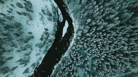 Winter forest snow Norway pine trees landscape drone shooting 4K video.