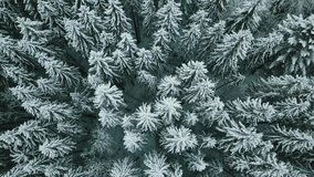 Snowy winter in Norway cold pine trees in the snow covered with hoarfrost drone shooting from a height of 4K video.