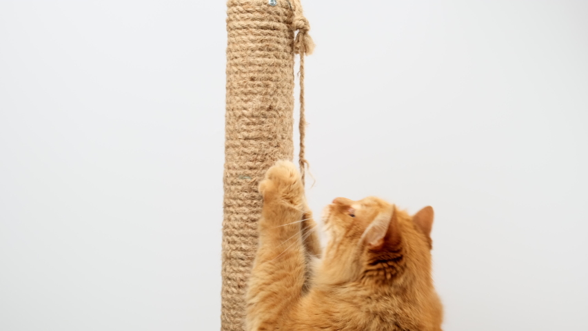 Adult fluffy ginger cat brushing its claws on a stick with a rope, white background | Shutterstock HD Video #1057872244