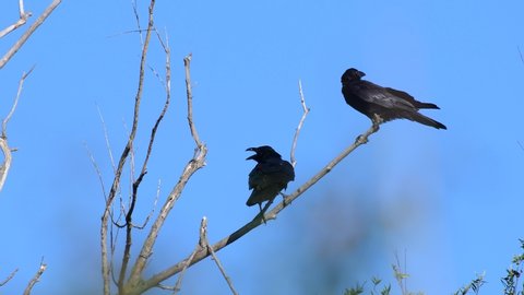 Common raven sitting on a tree. Corvus corax