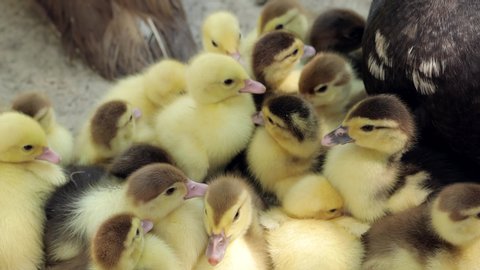 Domestic Duck Family. Stock of Muscovy ducklings with mother