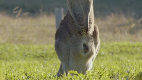 Wild kangaroo with Joey in pouch 