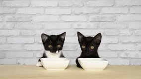 HD video of two kittens, one black, one tuxedo black and white, sitting at a light wood table with white porcelain food bowls, looking around waiting for food. 