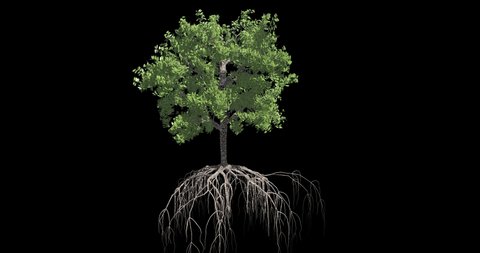 Tree growing animation. Tree growth sequence.