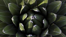 catus close-up video backgound, mathematical patterns in nature