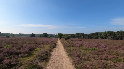POV Cycling through blooming purple heather fields in Hilversum, the Netherlands