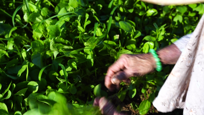 Close up hands of an old Vietnamese woman working in a garden in a vegetarian village near Hoi An, Vietnam