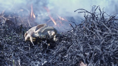Forest fire. Wild animal burnt in a forest fire. A dead animal in a forest fire on ashes of burnt grass. Burning forest, furious out of control fire in the background, low-angle view