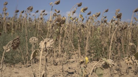 Drought, poor harvest. Dried sunflower field. Climate change and global warming concept