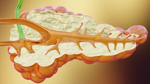 Human Pancreas Anatomy producing enzymes that help digest food, 3D reander