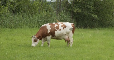 cow grazing in the meadow during the day, side view