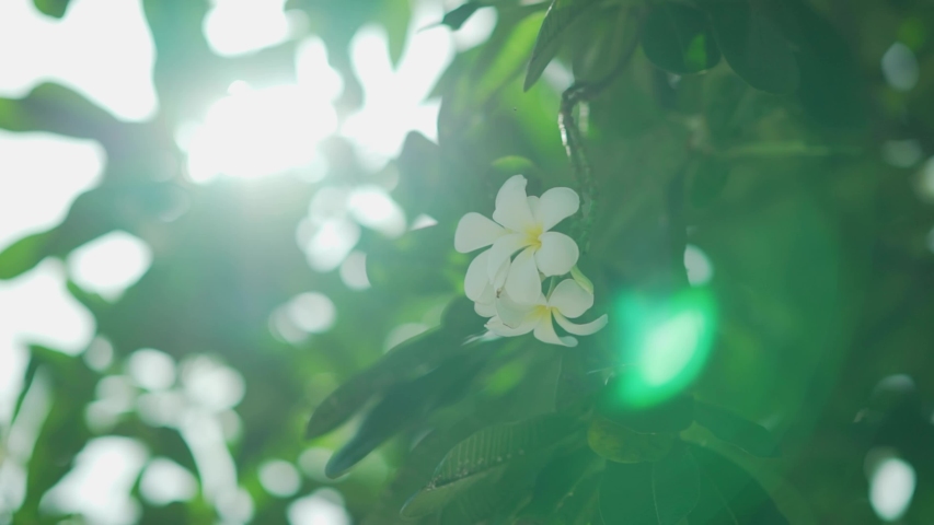 Filming natural plumeria flower in the garden Twist angle With 4K resolution Royalty-Free Stock Footage #1057895377