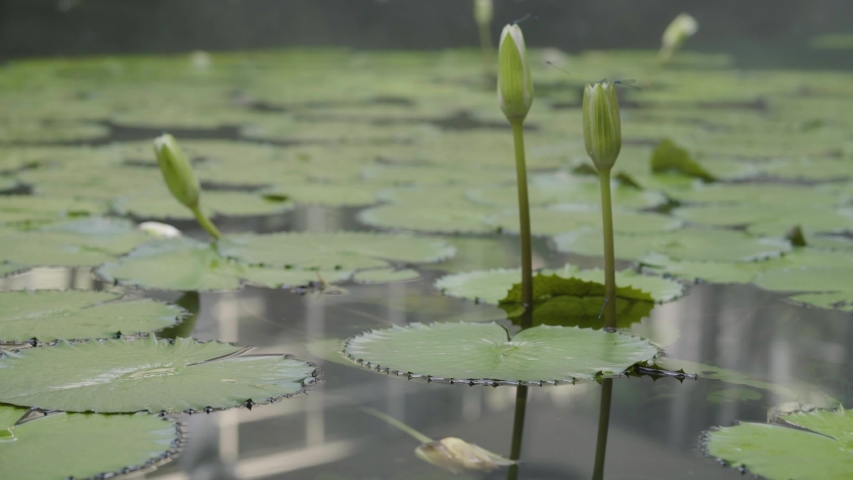 Filming In the lotus pond With 4K resolution Royalty-Free Stock Footage #1057895380