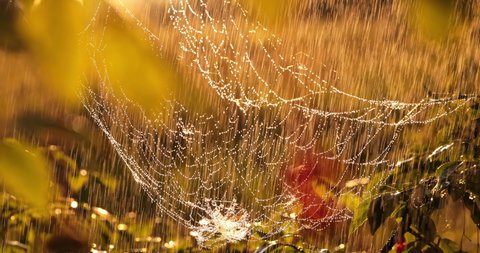Rain in the forest at sunset. Cobwebs in small drops of rain.