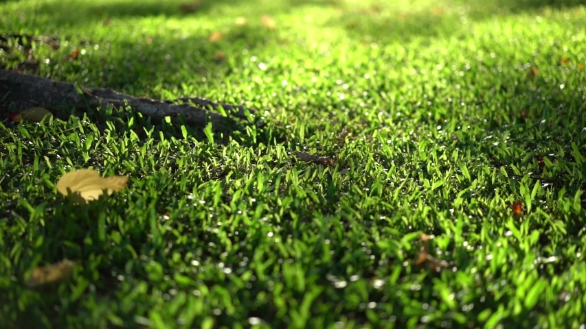 Take the green garden With 4K resolution Royalty-Free Stock Footage #1057897600