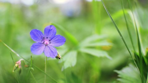 Wild woodland geranium sylvaticum swinging in the wind in the forest. Closeup of a blue flower. Summer blurred focus background with copy space. Environment, blooming plants, harmony of nature.