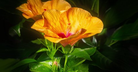 Two hibiscus flower blooms. The bud opens and blooms into a large orange yellow flower. Time lapse of a blooming hibiscus flower. Detailed macro time lapse of a blooming flower. Hibiscus bloom