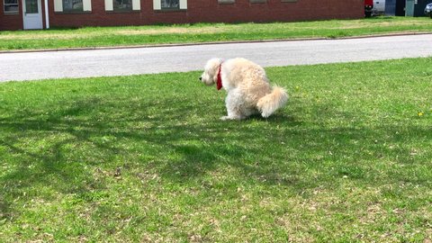Cute dog pooping on the grass in the park. Dog taking a poop. Dog poops on the grass and walks away.
