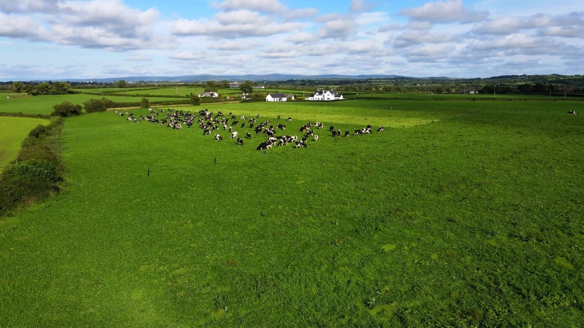Aerial view over the farm landscape with cows grazing on a green meadow. Cows on pasture. Herd of dairy cattle grazing fresh green grass on the field. Royalty-Free Stock Footage #1057907089