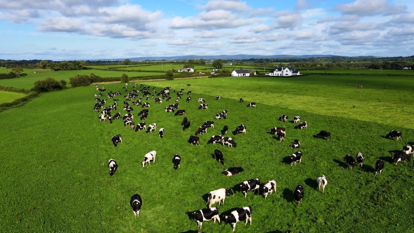 Aerial view over the farm landscape with cows grazing on a green meadow. Cows on pasture. Herd of dairy cattle grazing fresh green grass on the field. Royalty-Free Stock Footage #1057907089